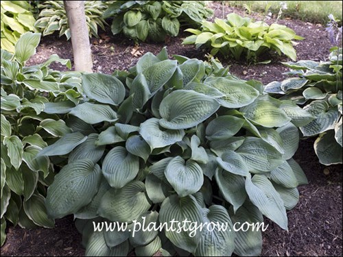 Hosta 'Hill Billy Blues' 
forms a large flat clump with blue foliage.